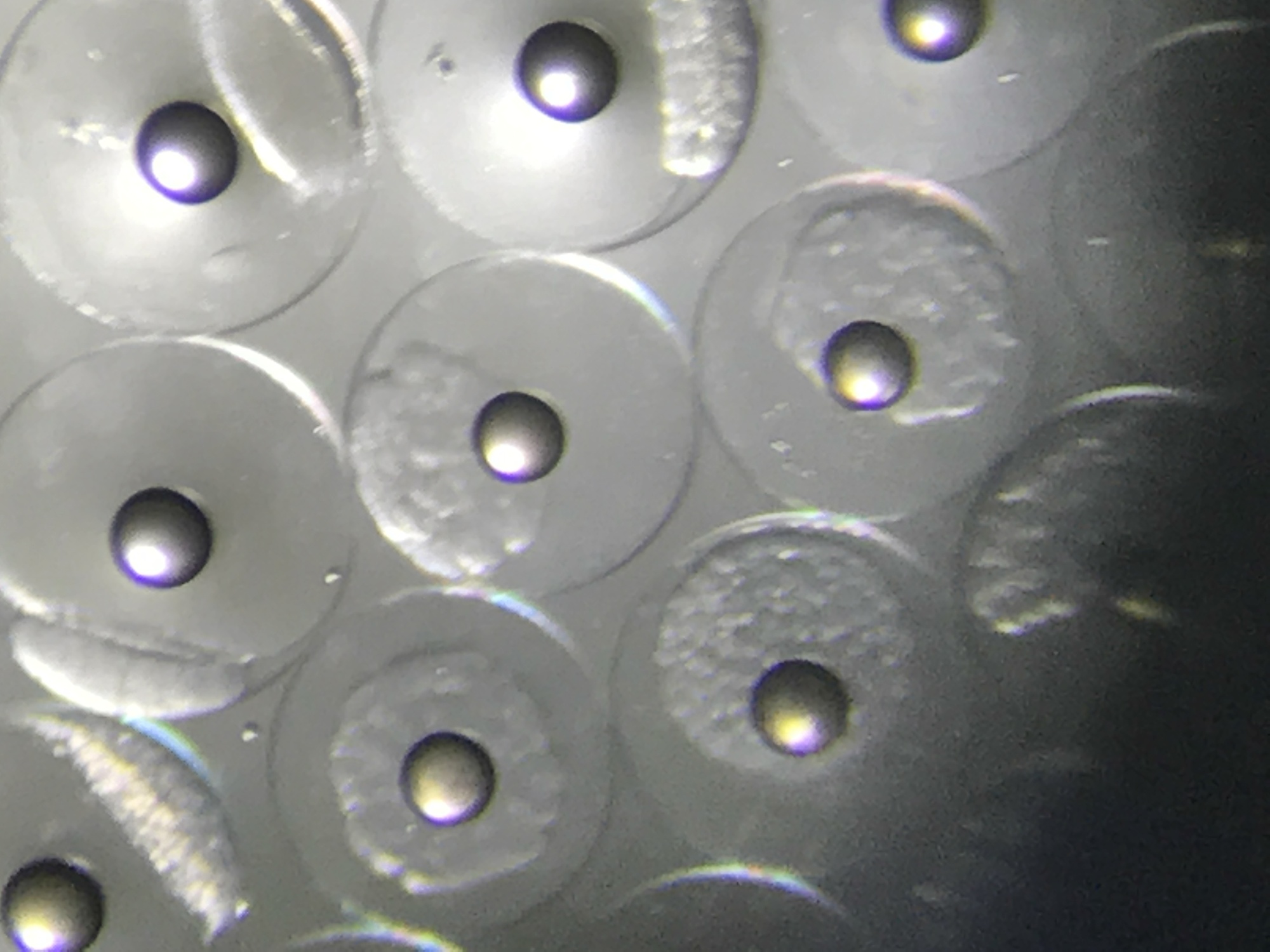 クロマグロ受精卵の写真1