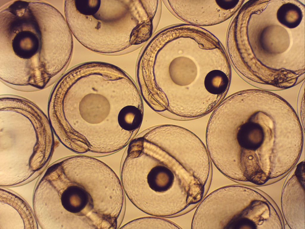 クロマグロ受精卵の写真2