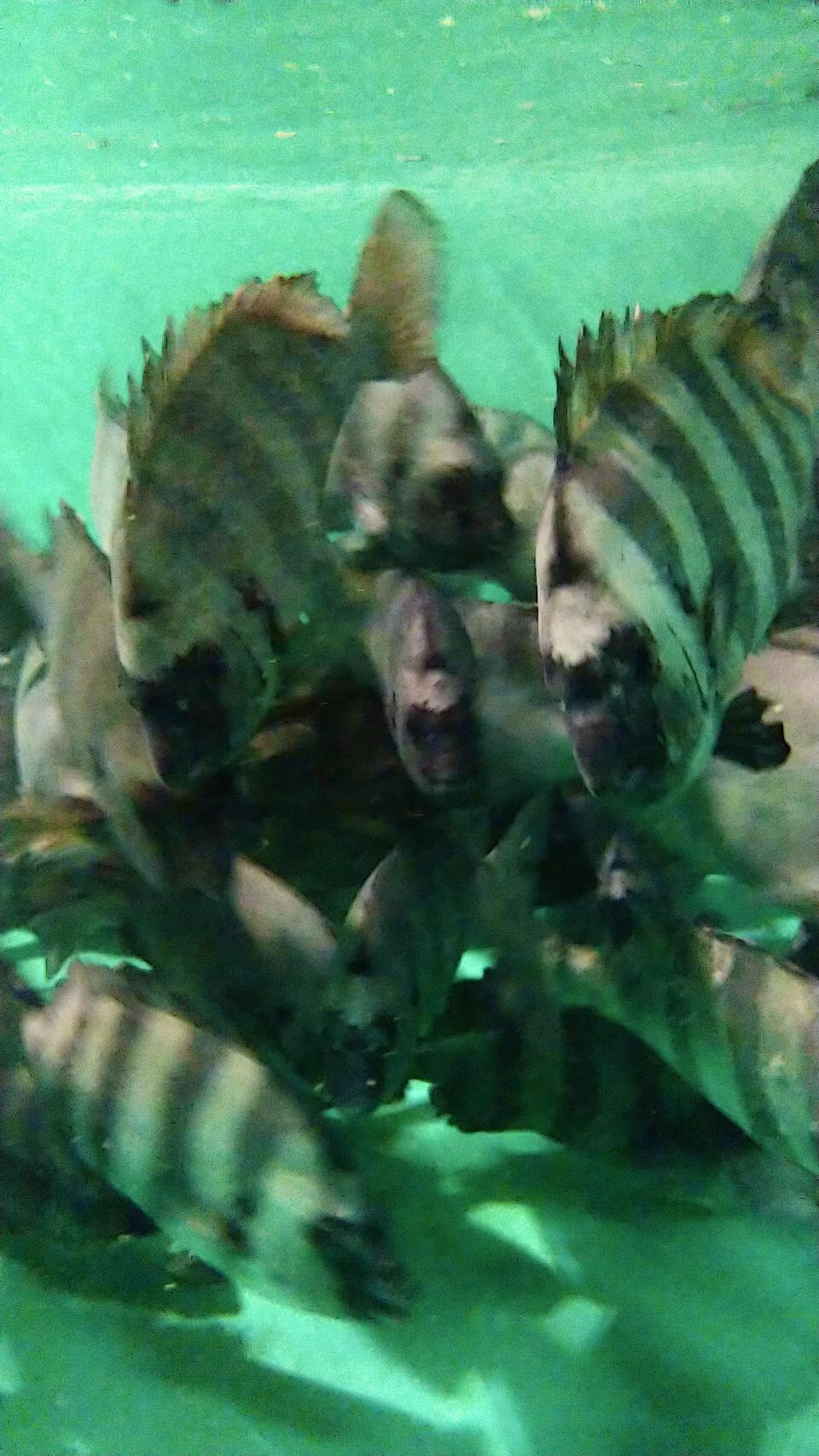 イシダイ親魚の写真